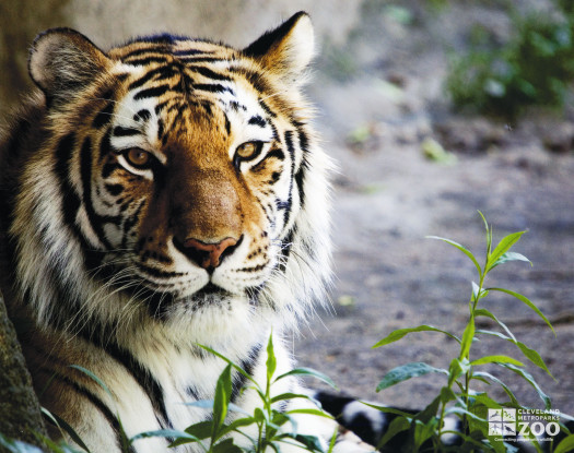 Amur Tiger Looks Ahead - Close Up