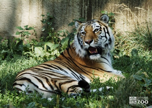 Tiger in Grass 2