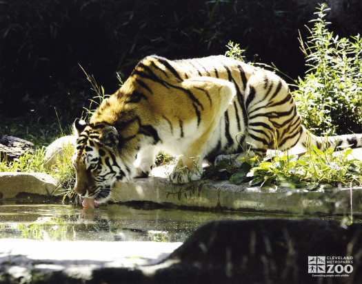 Tiger Drinking 2