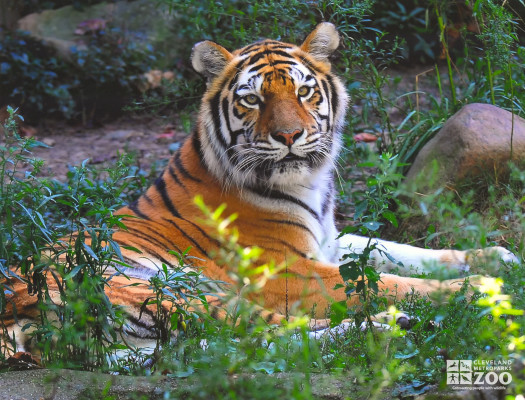 Tiger Looks Over Shoulder