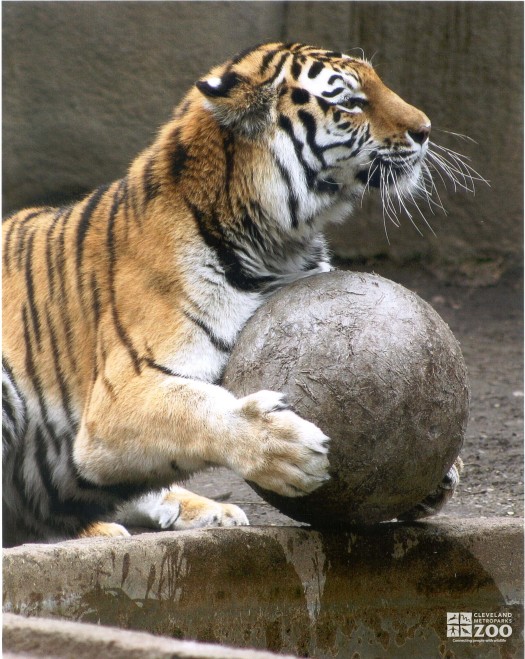 Amur Tiger with Ball