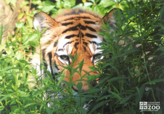 Tiger Looks Through Grass