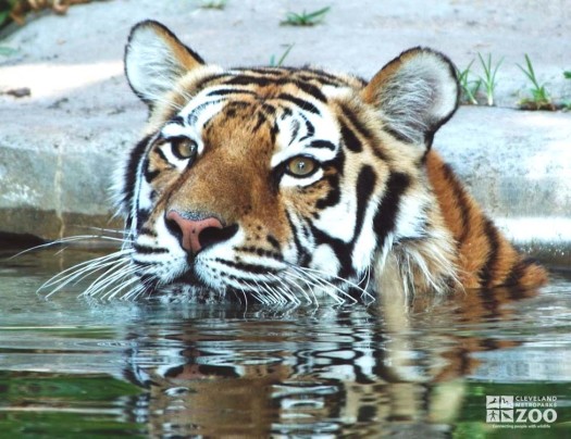 Tiger in Pool