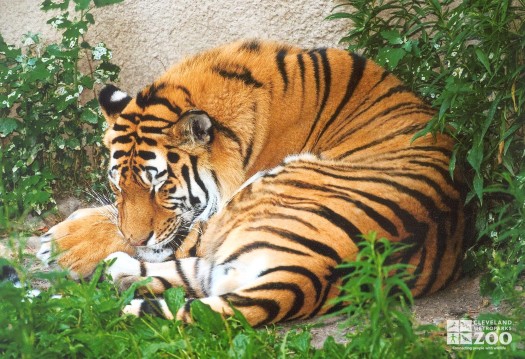 Tiger, sleeping