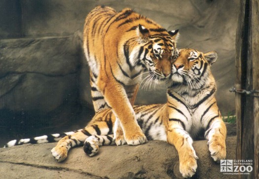 Tiger Pair