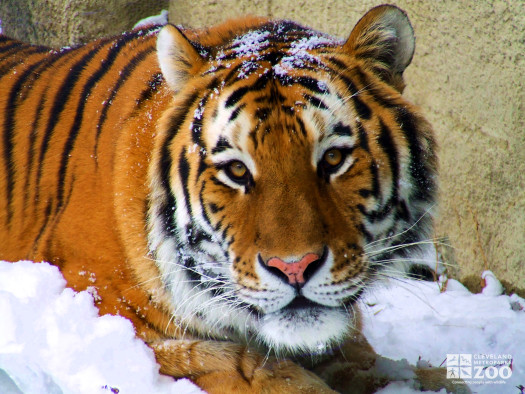Tiger in Snow 3