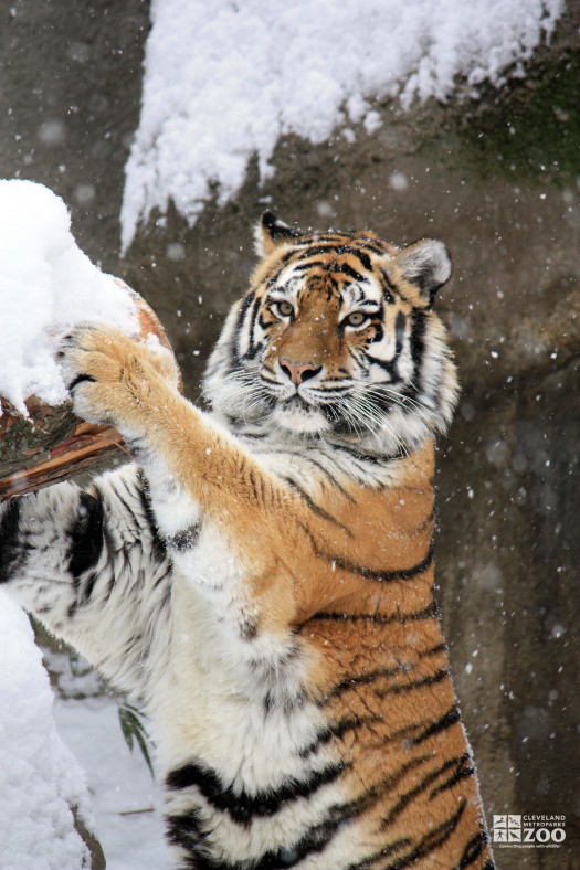 Tiger in Snow 2