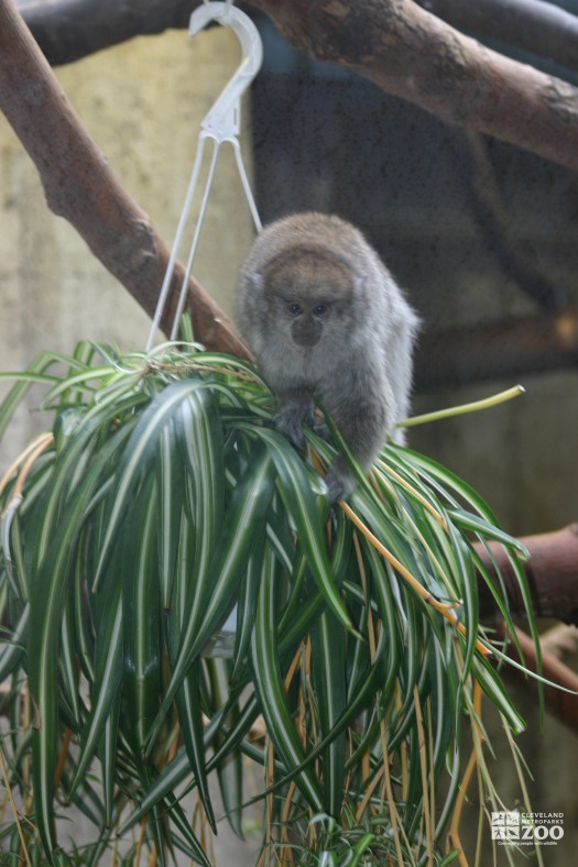 Reed Titi on Spider Plant