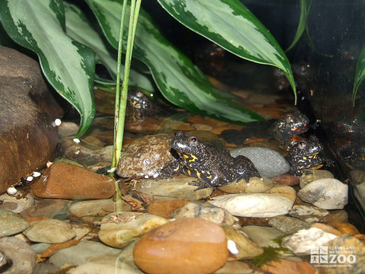 Fire-Bellied Toads in Exhibit