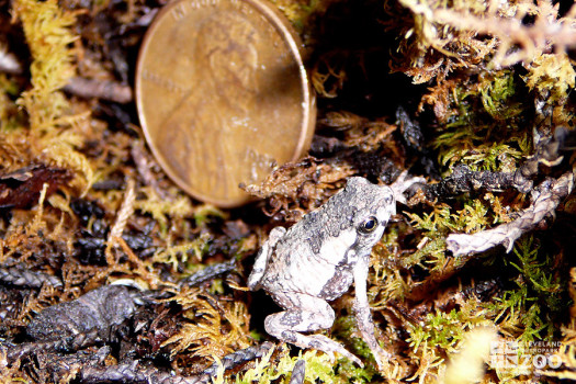 Baby Puerto Rican Crested Toad Near Penny