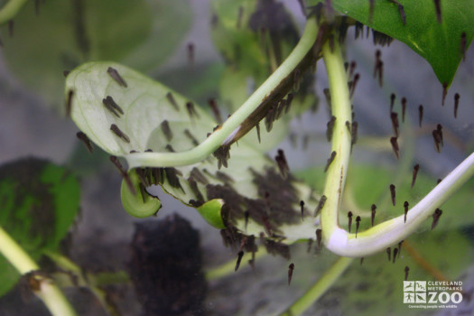 Puerto Rican Crested Toad Tadpoles