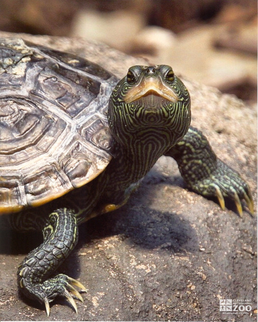 Common Map Turtle Looking Ahead