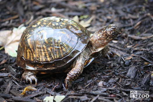 Eastern Box Turtle