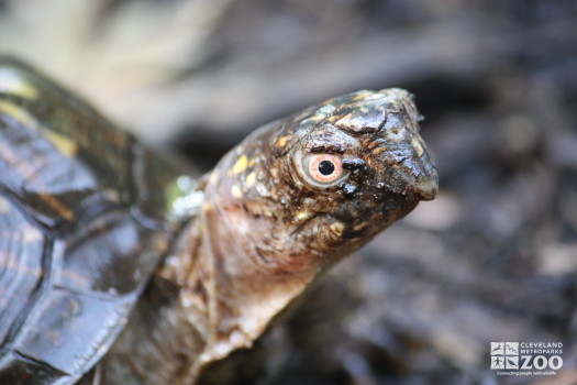 Eastern Box Turtle Close Up 2