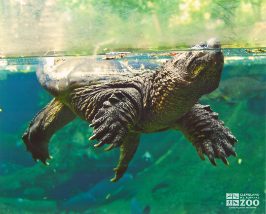 Snapping Turtle