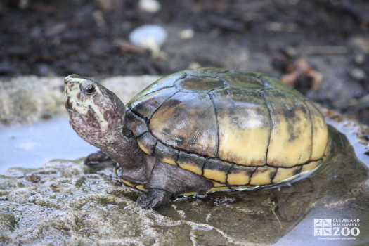 Striped Mud Turtle 2