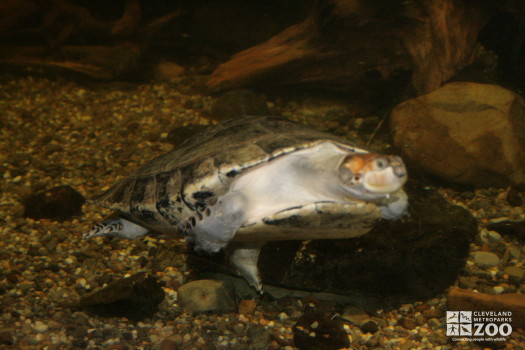 Yellow-Spotted Amazon River Turtle 3