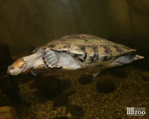 Yellow-Spotted Amazon River Turtle 6