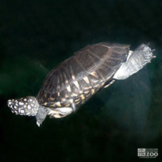 Spotted Pond Turtle