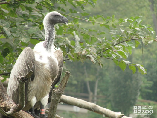 African White-Backed Vulture