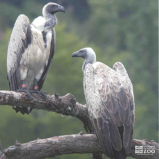 African White-Backed Vulture Pair