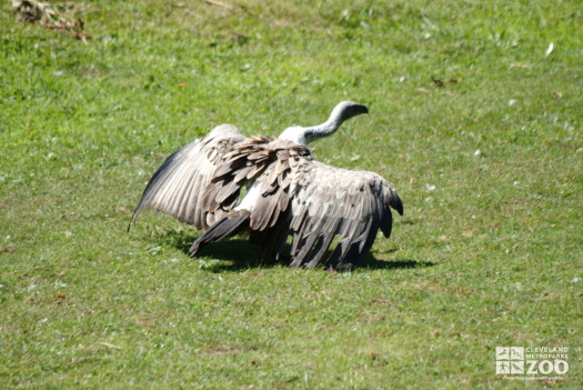 African White-Backed Vulture In Field