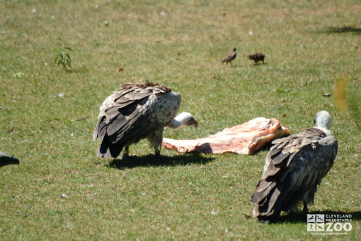 African White-Backed Vulture Pair Scavenging