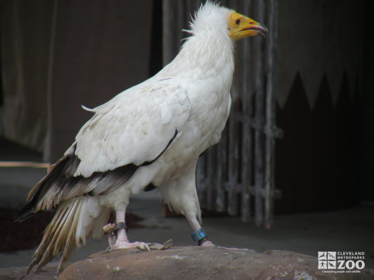 Egyptian Vulture in Professor Wylde Show Close Up