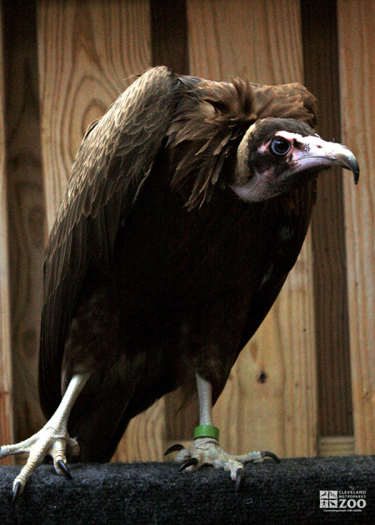 Hooded Vulture on Perch