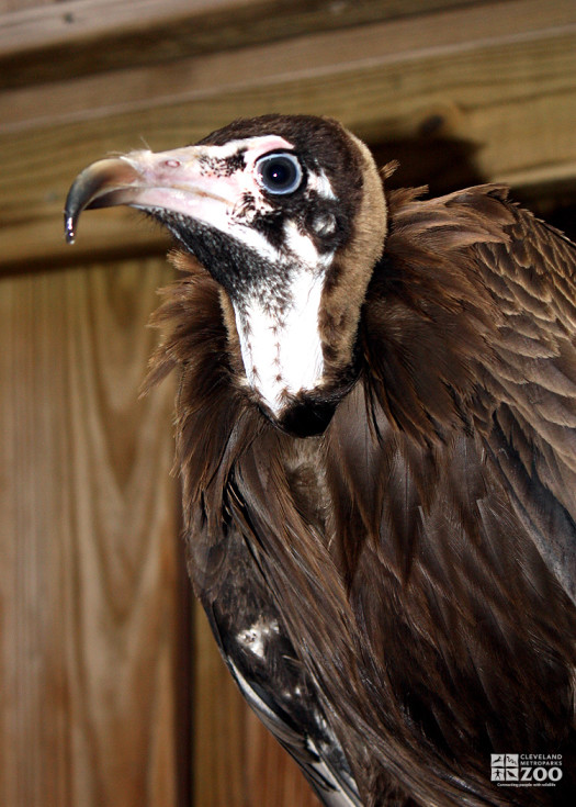 Hooded Vulture