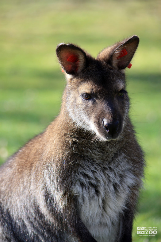 Bennett's Wallaby Close Up