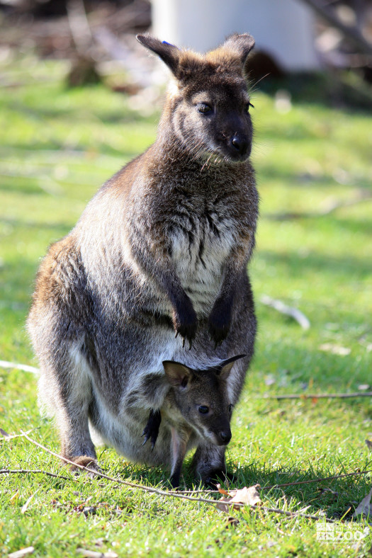 Bennett's Wallaby with Joey