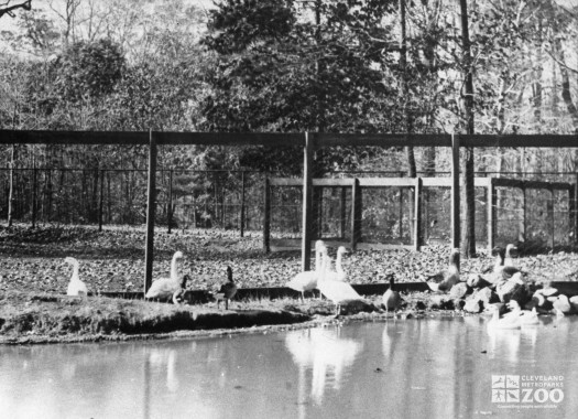 Wade Park Fowl Pond - 1894 