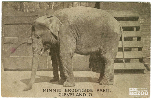 1910 - Minnie the Asian Elephant