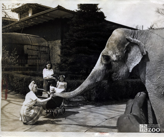 1940's - Frieda the Asian Elephant with Family