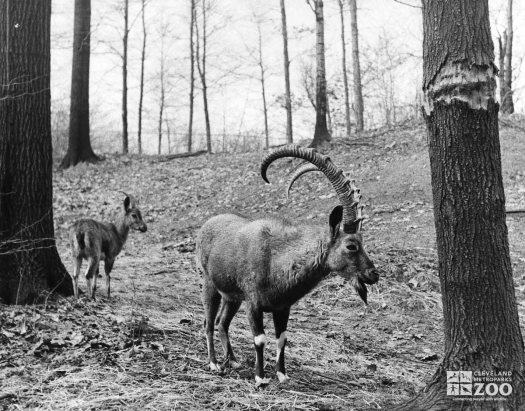 1940's - Ibex and Calf