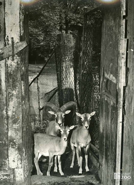 1940's - Mouflon Sheep