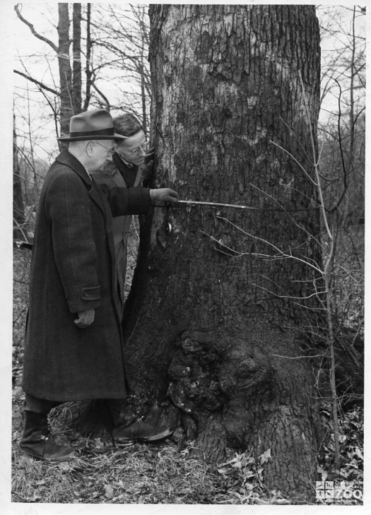 1946 - Purchasing Tree for Zoo (2)