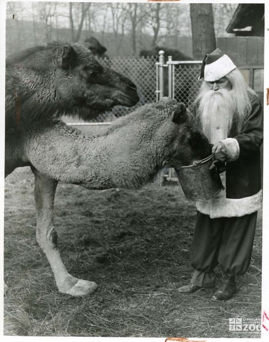 1947 - Santa Feeding Camels