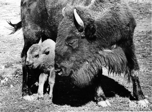 1960's - Bison (9)