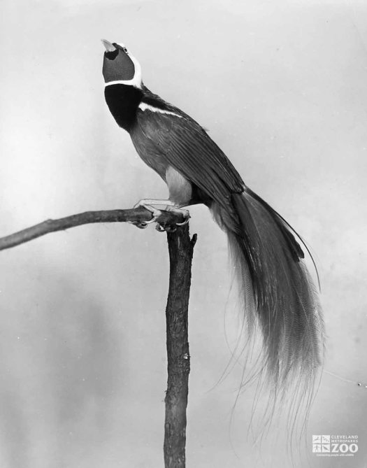 1950's - Bird of Paradise