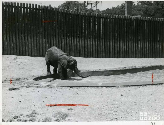 1959 - Asian Elephant Bathing