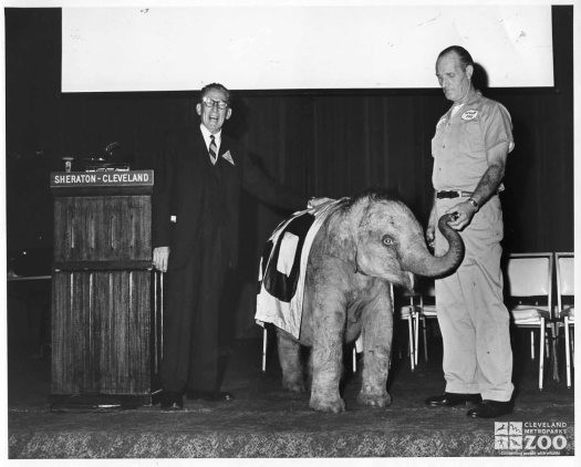 1950 - Asian Elephant at the Cleveland Sheraton