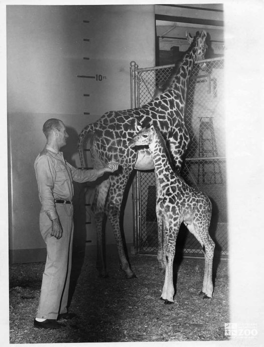 1959 - Giraffe and Baby and Keeper