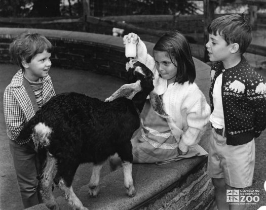 1950's - Goat with Children