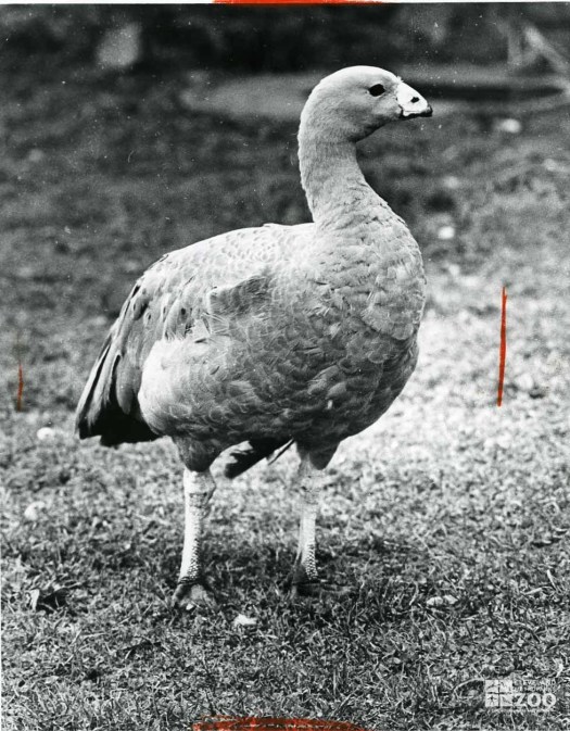 1957 - Cape Barron Goose