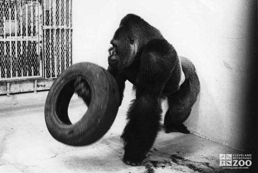 1950's - Babo the Gorilla with Tire