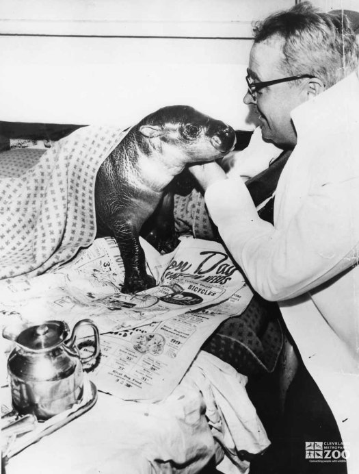 1950's - Baby Pigmy Hippo