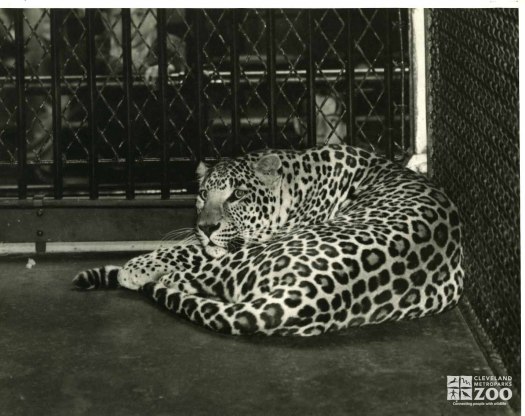1950's - Peggy the Leopard