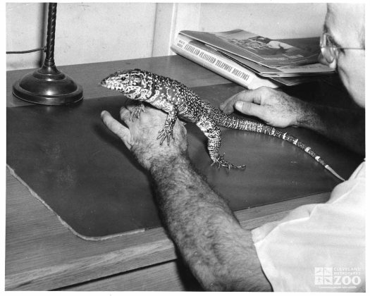 1950's - Black Tegu Lizard on Desk